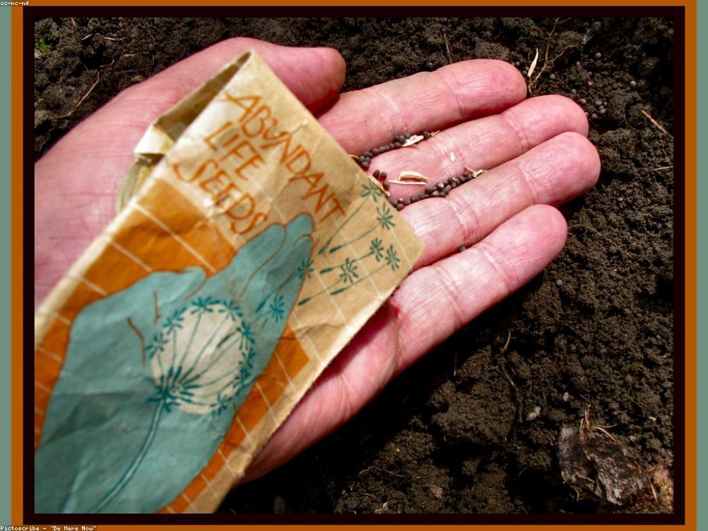 A hand holding a packet of 'Abundant Life' seeds over dark soil