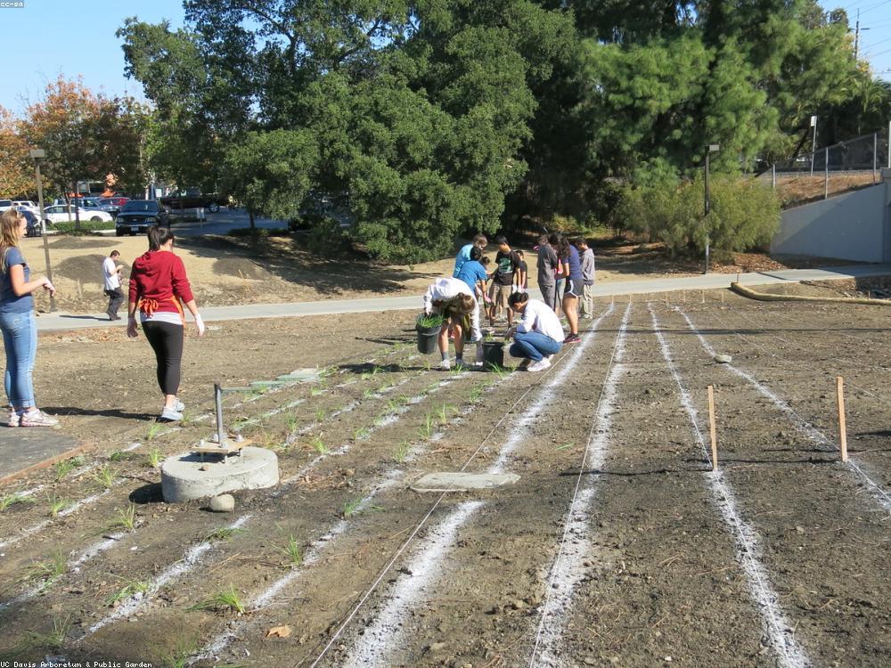 A group of volunteers planting rows in a community garden