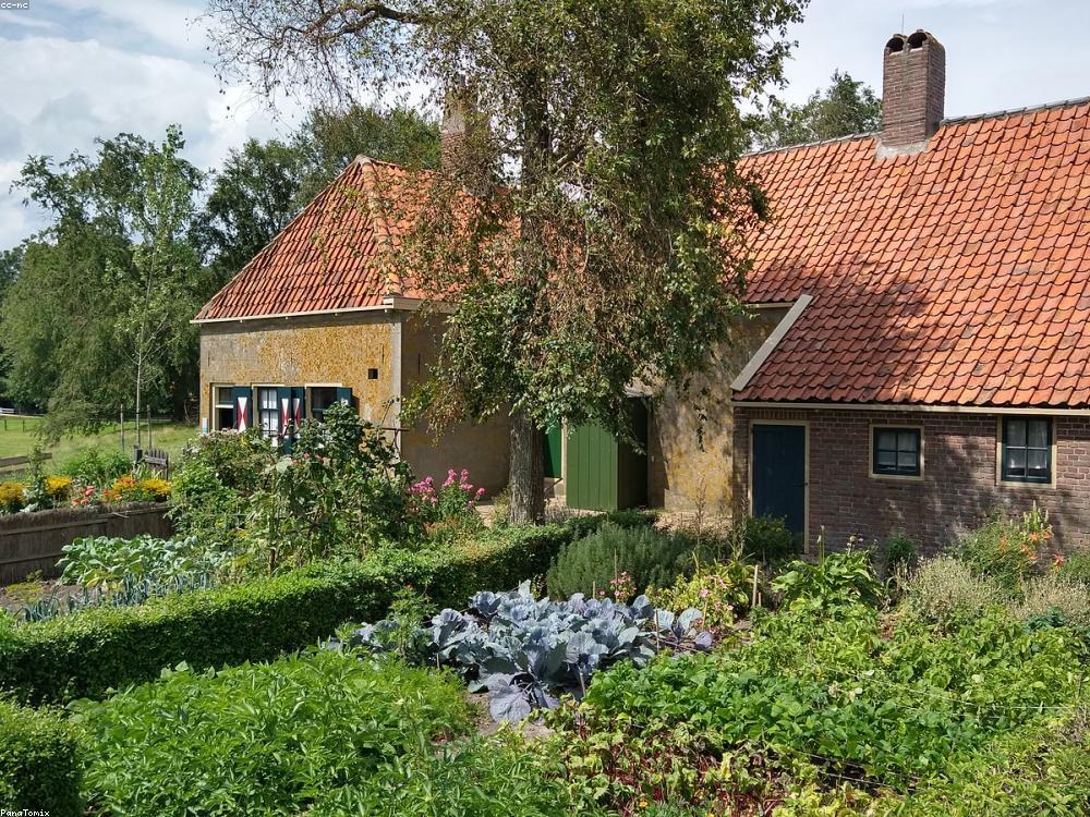 A thriving cottage vegetable garden beside a home